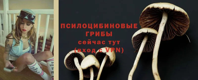 KRAKEN вход  хочу   Санкт-Петербург  Галлюциногенные грибы Cubensis 